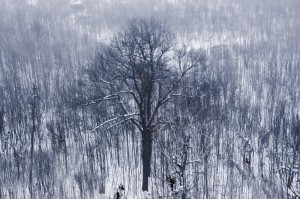 Snowshoes and Forest Blues