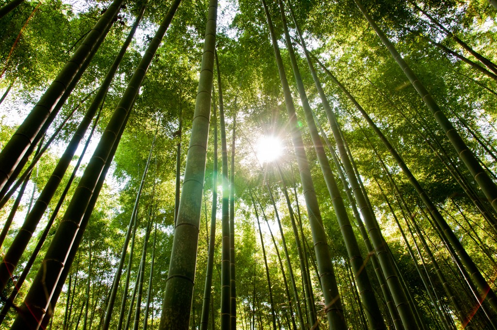 Bamboo Forest in Kyoto, Japan