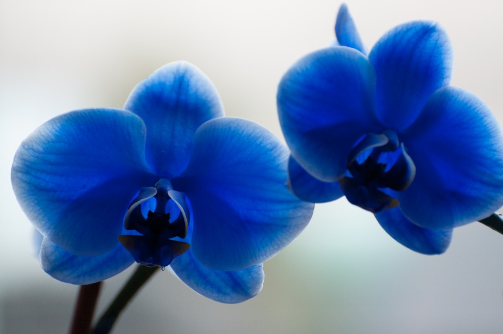 Crazy Blue Orchids