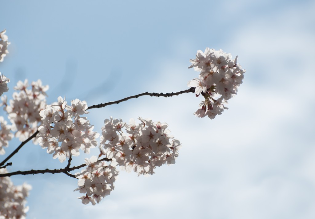 High Park Cherry Blossoms