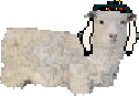 sheep.gif (6583 bytes)