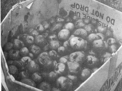 Apples being thrown 1963